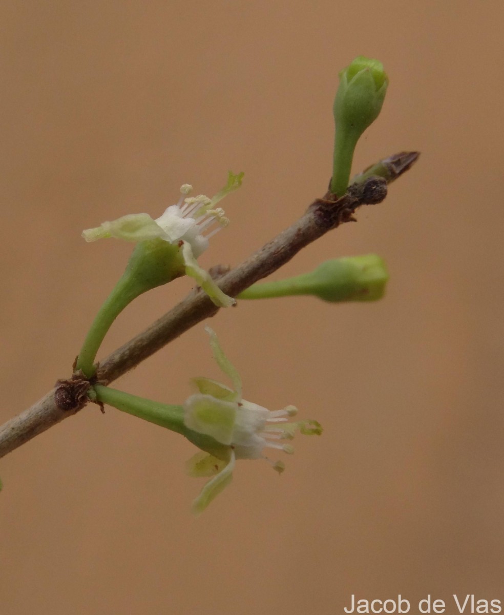 Erythroxylum monogynum Roxb.